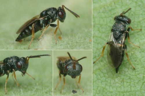 Réf. 263 832 : Ischyroptyx ligusticus